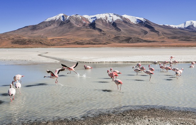 Fra hobby til profession: Historien om en succesfuld flamingoskærer