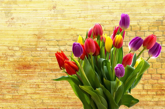 Tulipanløg til enhver smag: De bedste sorter til din have